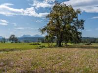 Mächtige Eiche hinter blühender Herbstzeitlose Wiese bei Prien-Harras
